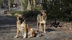 İşte 10 soruda başıboş köpek düzenlemesi! Ötanazi uygulanacak mı? 6